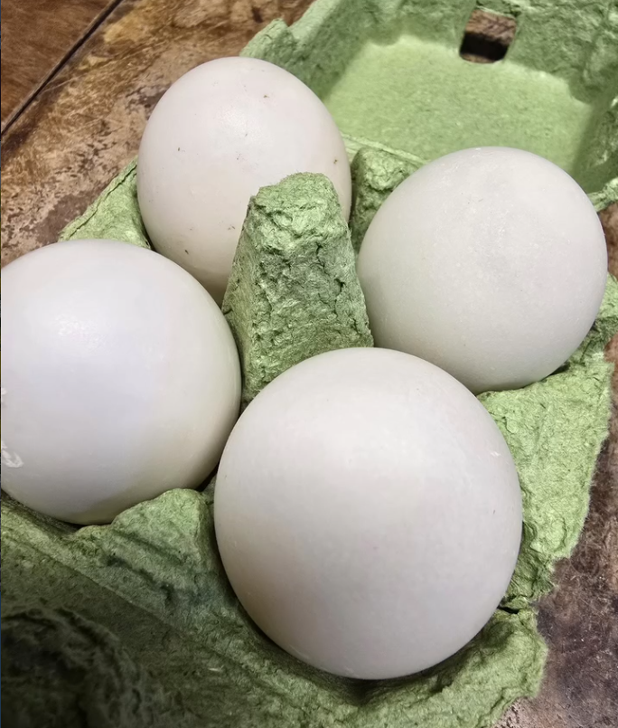 Frische Enteneier vom Hofladen Hofrüti in Horw